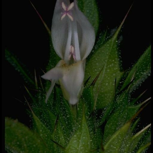 Acanthomintha lanceolata Flower