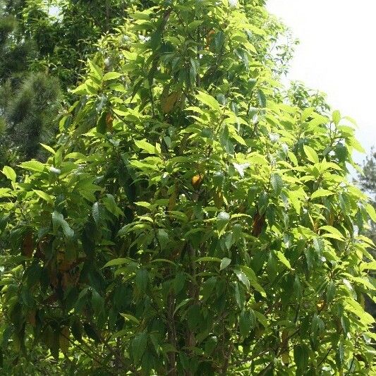 Michelia champaca Habit