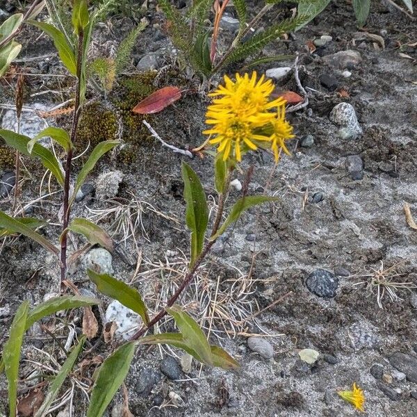 Solidago multiradiata ফুল