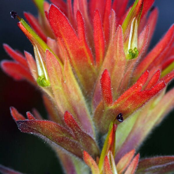 Castilleja parviflora 花