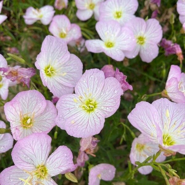 Oenothera speciosa Flower