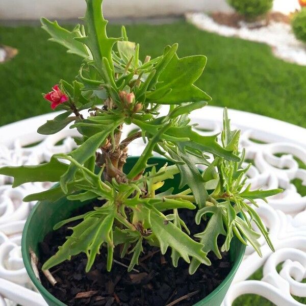 Kalanchoe laciniata Leaf