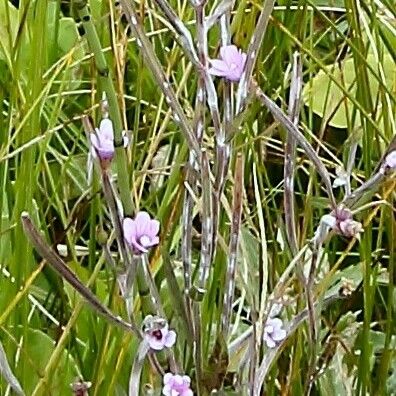 Epilobium palustre फूल