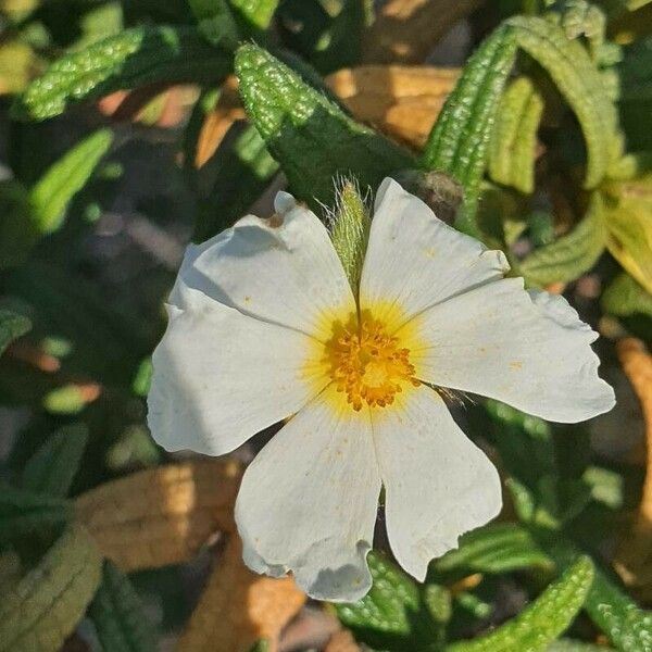 Cistus monspeliensis Virág