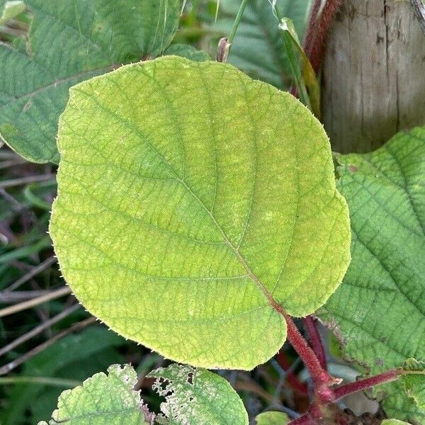 Actinidia chinensis Frunză