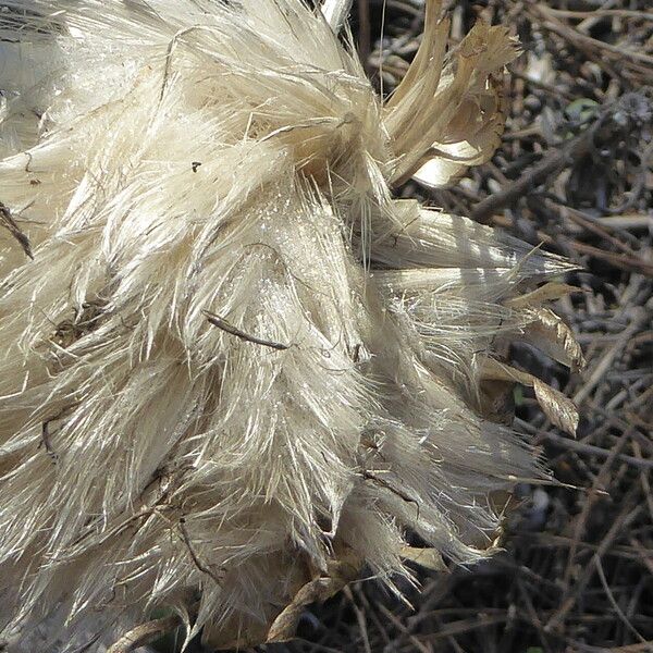 Rhaponticum coniferum Frucht