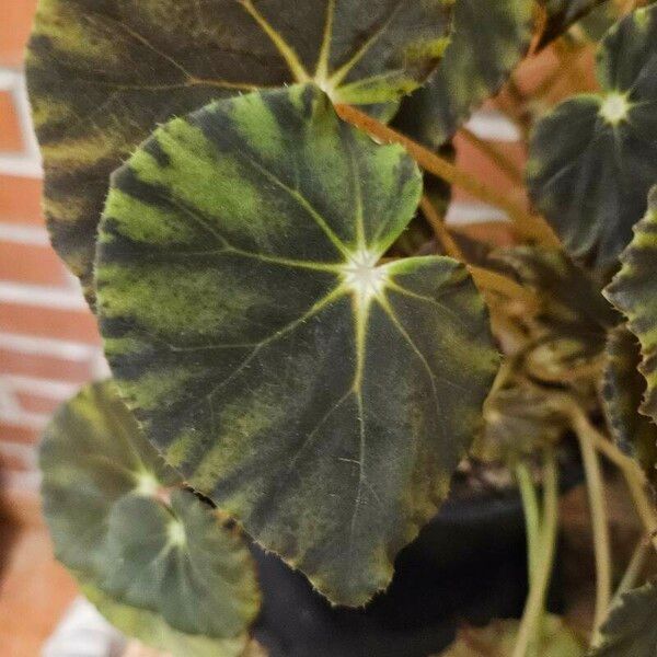 Begonia bowerae List