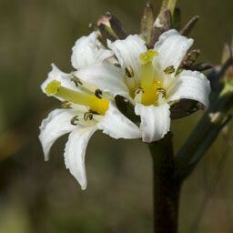 Nephrophyllidium crista-galli Çiçek