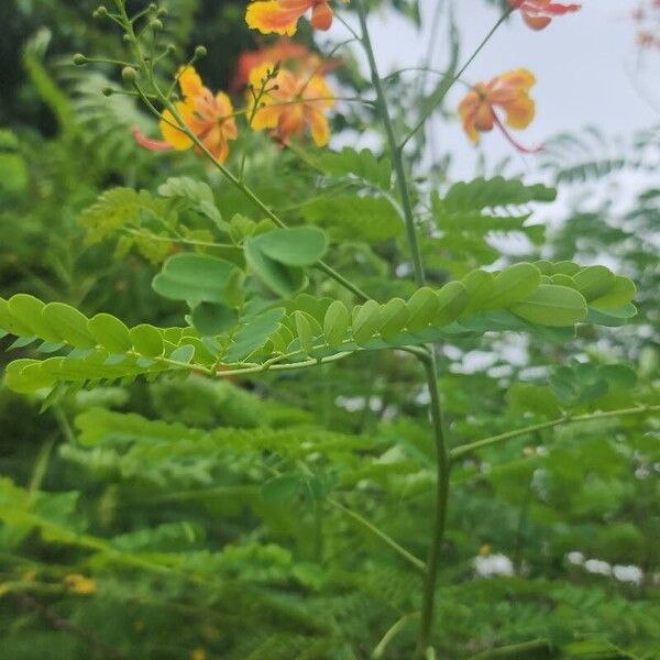 Delonix regia Floro