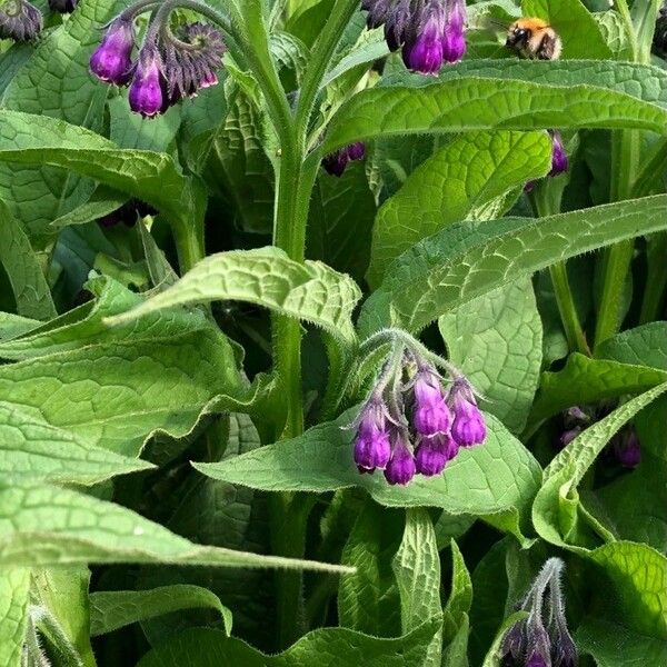 Symphytum officinale Flor