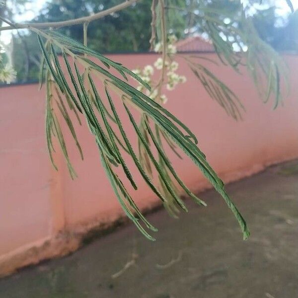 Acacia mearnsii Fulla