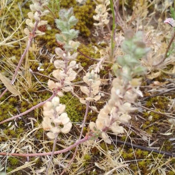 Alyssum simplex Fruit