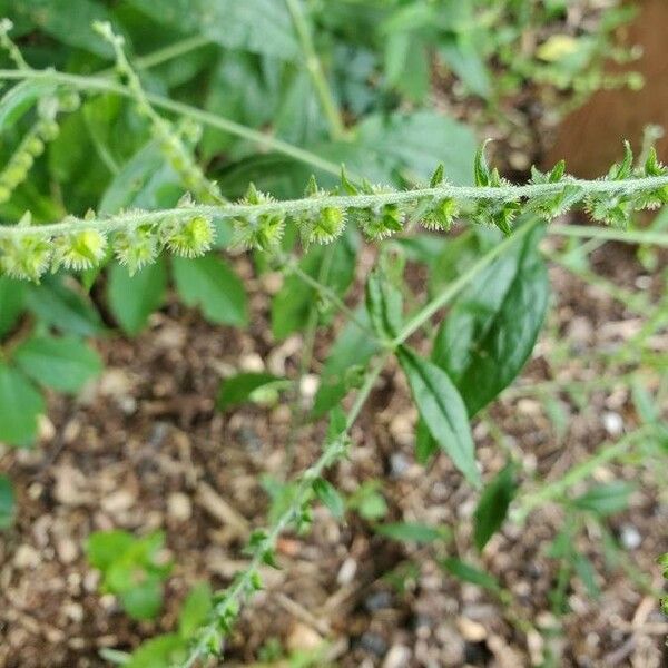 Lappula squarrosa Blad