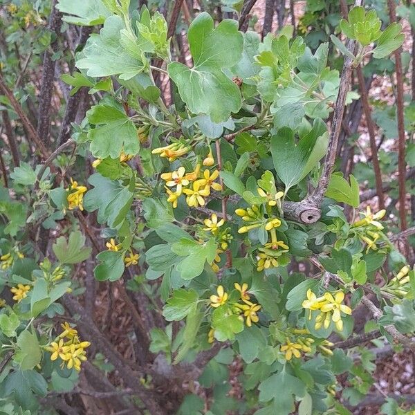 Ribes aureum Habitus