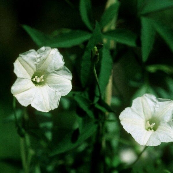 Merremia quinquefolia ᱵᱟᱦᱟ