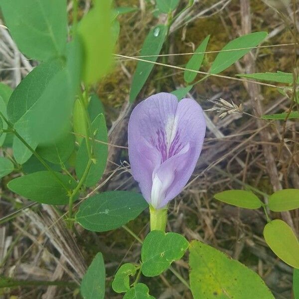 Clitoria mariana Flower