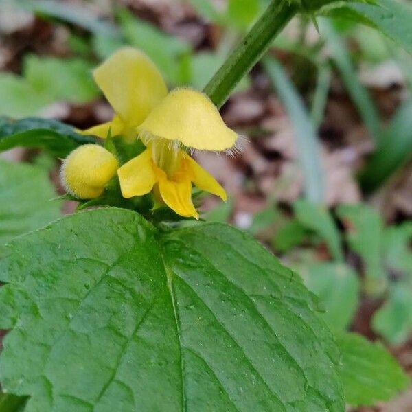 Lamium galeobdolon Flower