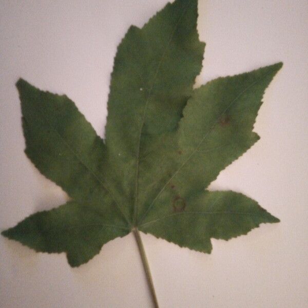 Liquidambar styraciflua Blatt