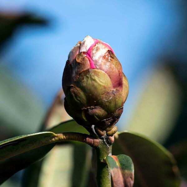 Rhododendron anthosphaerum Muu