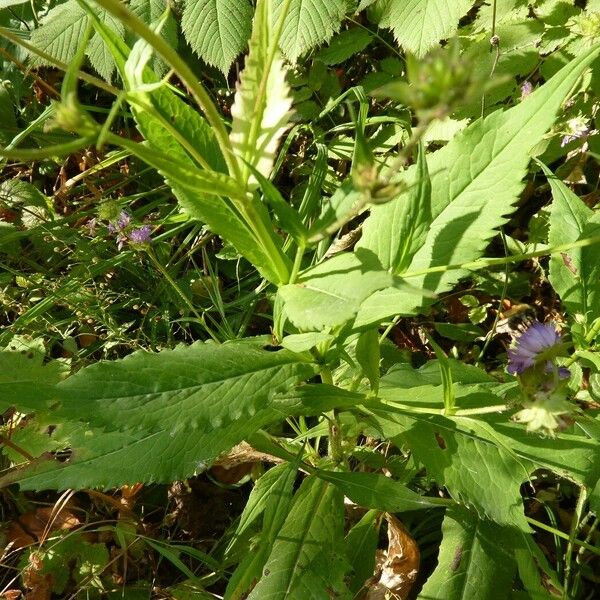 Knautia dipsacifolia Leaf