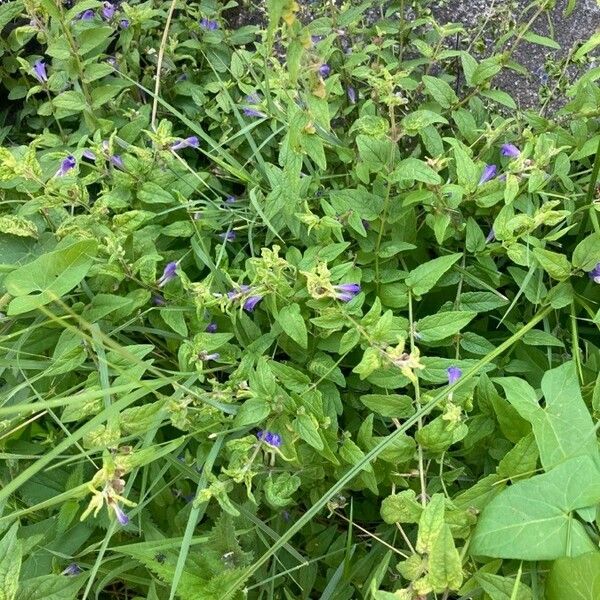 Scutellaria galericulata Lorea