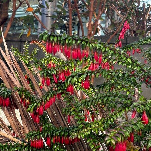 Agapetes serpens Floare