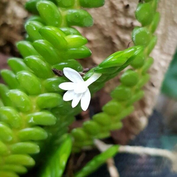 Angraecum distichum Kukka