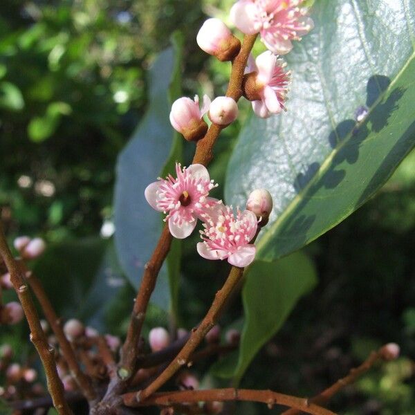 Symplocos arborea Blomma