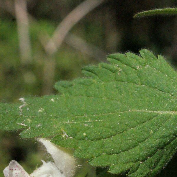 Lamium flexuosum Folio