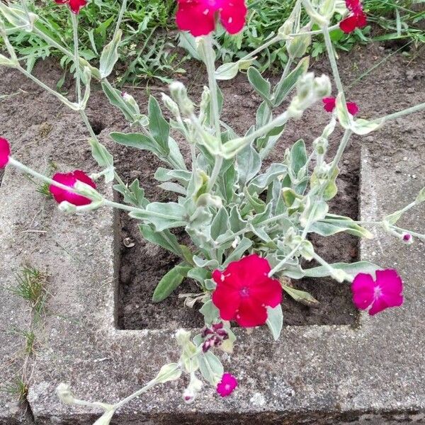 Lychnis coronaria Liść