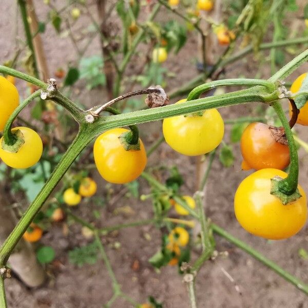 Solanum scabrum Ffrwyth