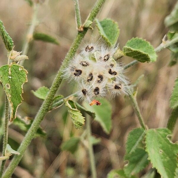 Hibiscus micranthus Fruit