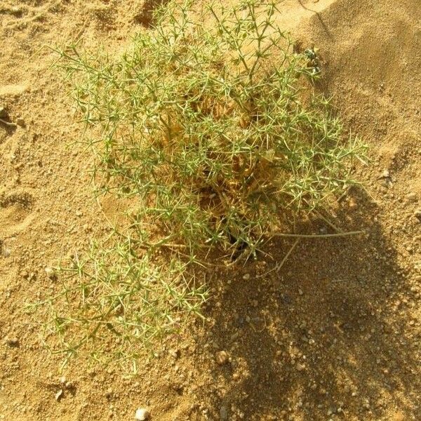 Fagonia indica عادت داشتن