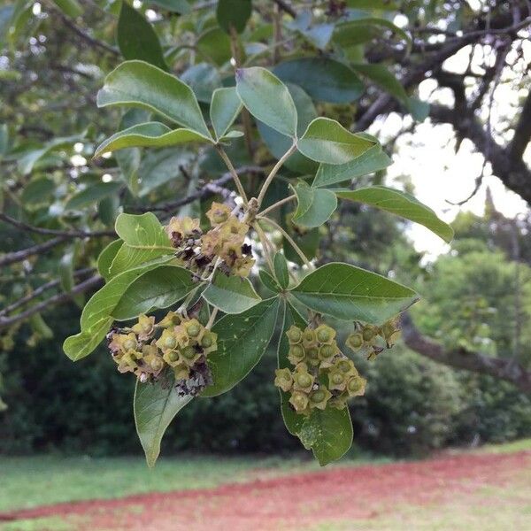 Vitex rehmannii Blad