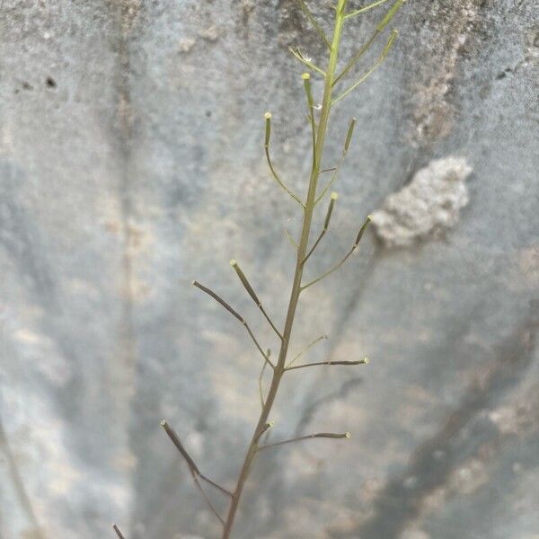 Sisymbrium loeselii Frucht