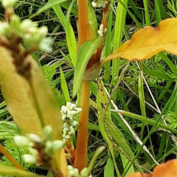 Persicaria lapathifolia Schors