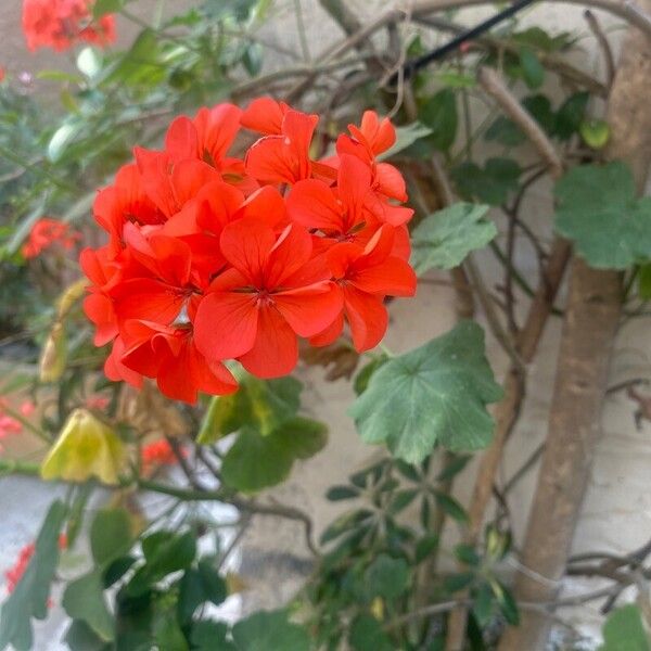 Pelargonium zonale Flor