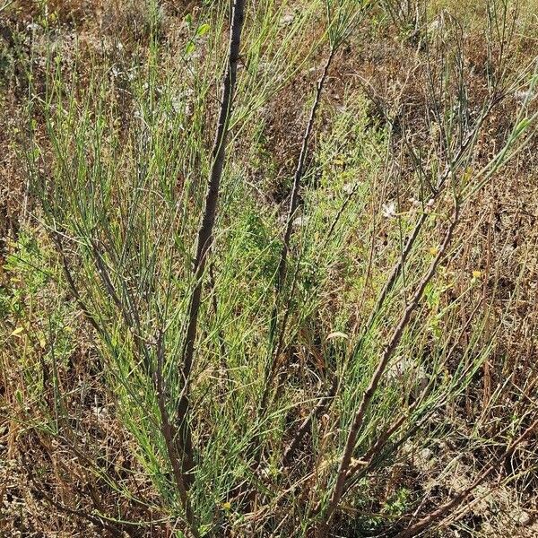 Moringa peregrina Habitus