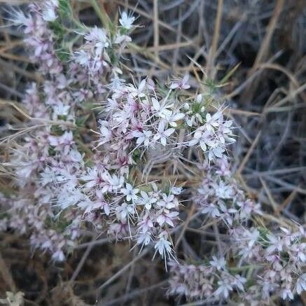 Goniolimon tataricum Fiore