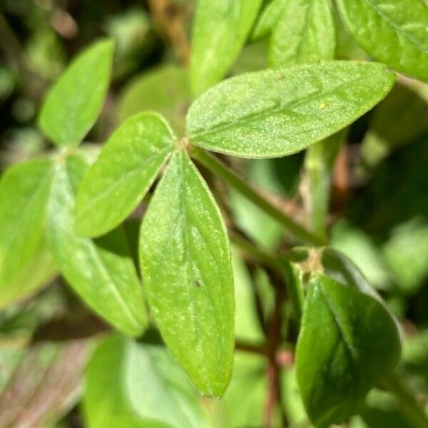 Browallia americana Leaf