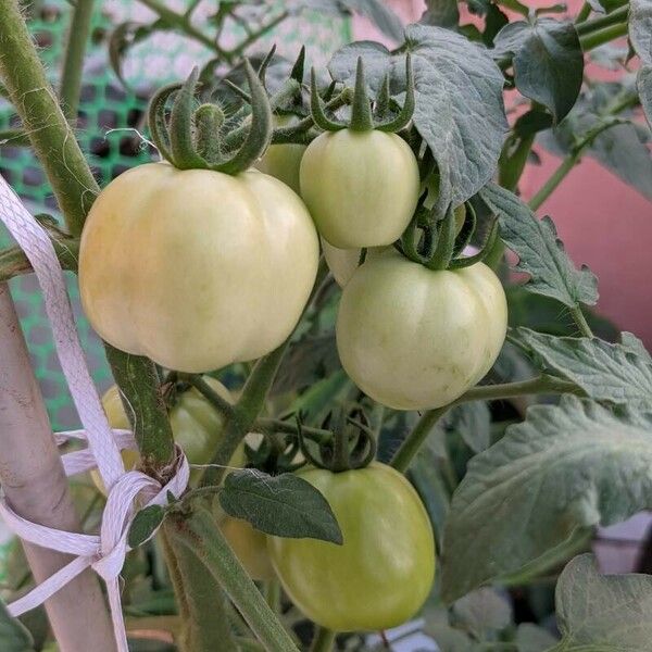 Solanum lycopersicum Frukt