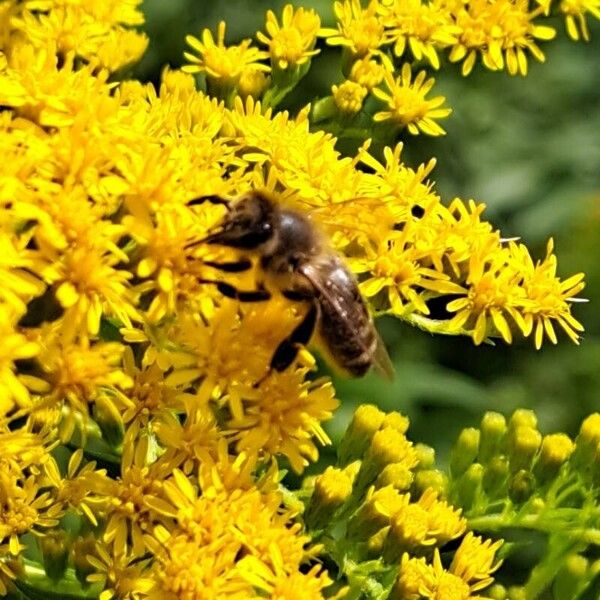 Solidago gigantea Virág