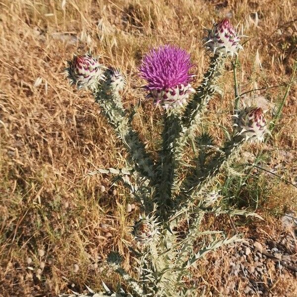 Onopordum illyricum Flower