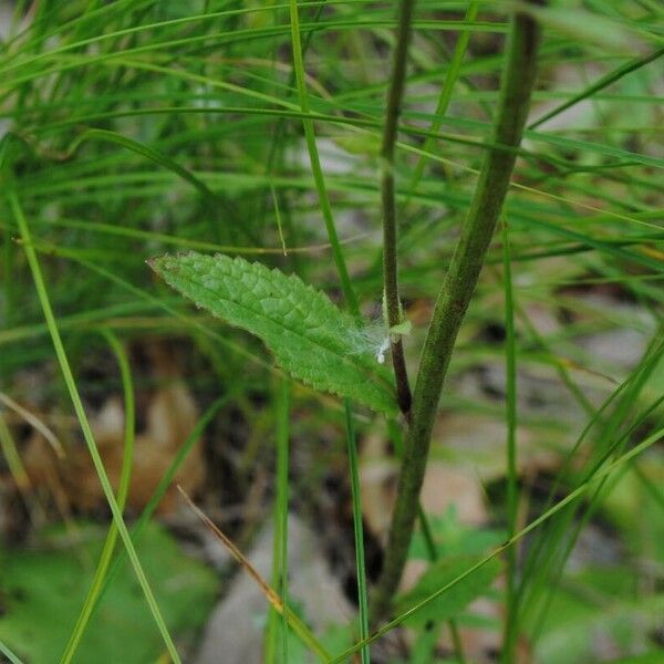 Verbascum phoeniceum 葉