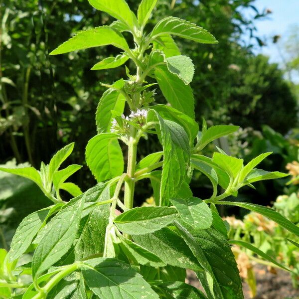 Mentha canadensis Plante entière