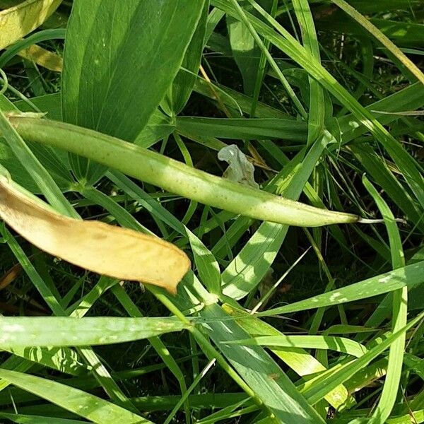 Lathyrus odoratus Ovoce