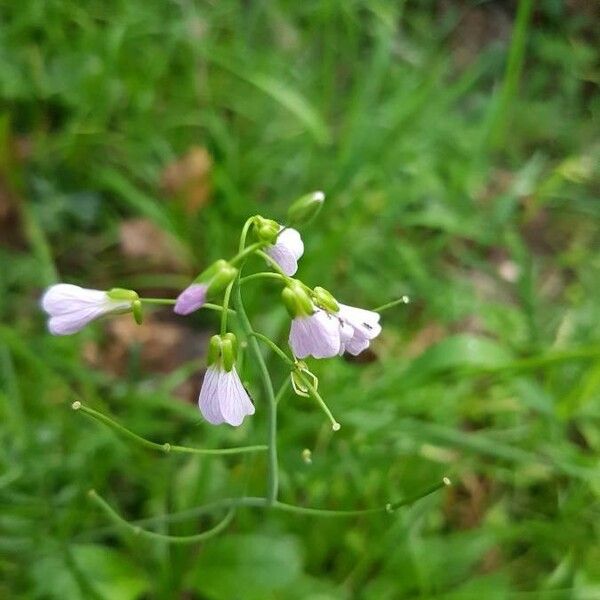 Cardamine pratensis 花