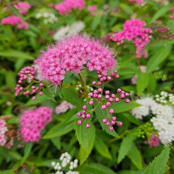 Spiraea japonica फूल