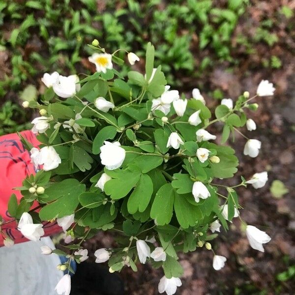 Isopyrum thalictroides Floare