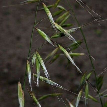 Avena strigosa Vivejo